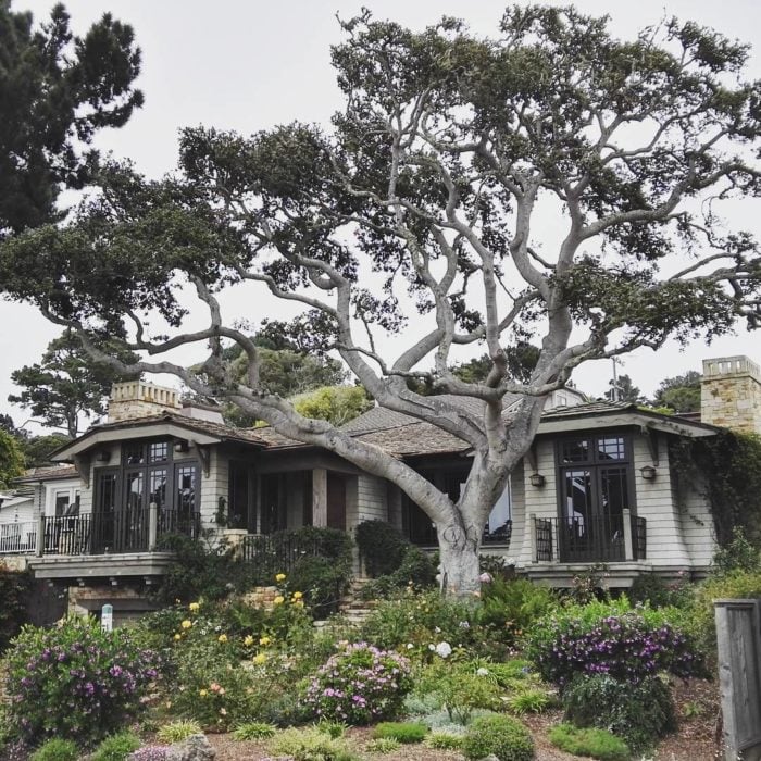 árbol carmel frente a una casa