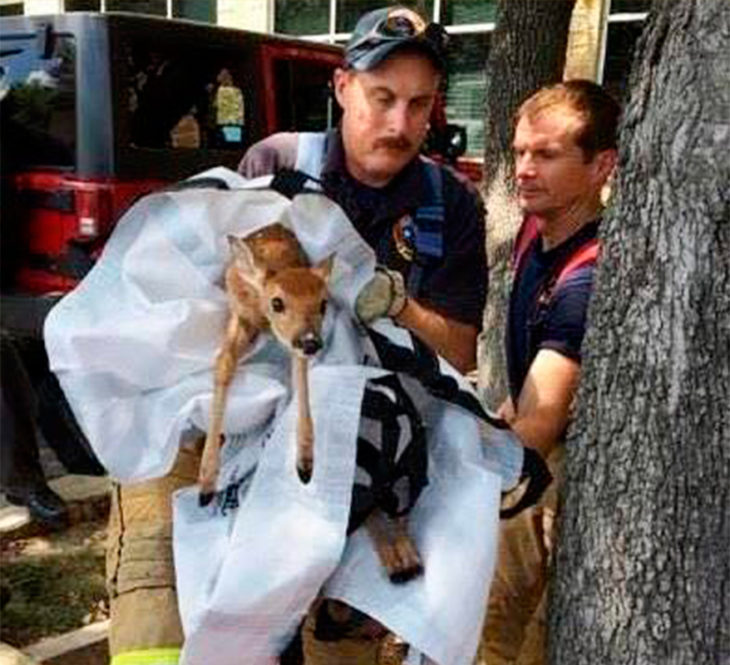 un ciervo bebé rescatado por los bomberos