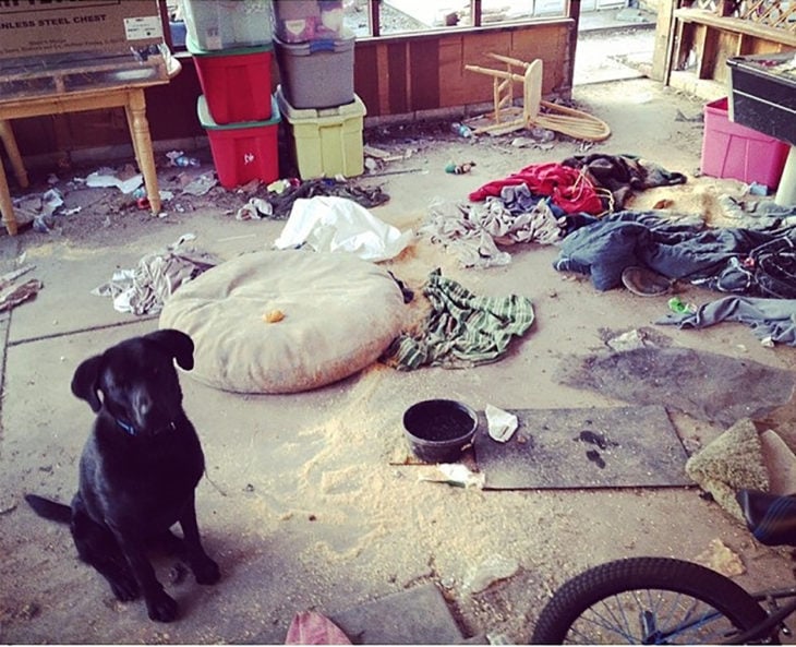 cachorro en cuarto desordenado