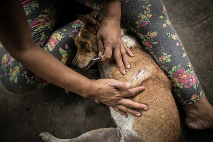 niña cuidadora de perros callejeros