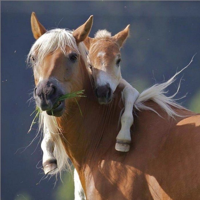 madre e hijo caballos