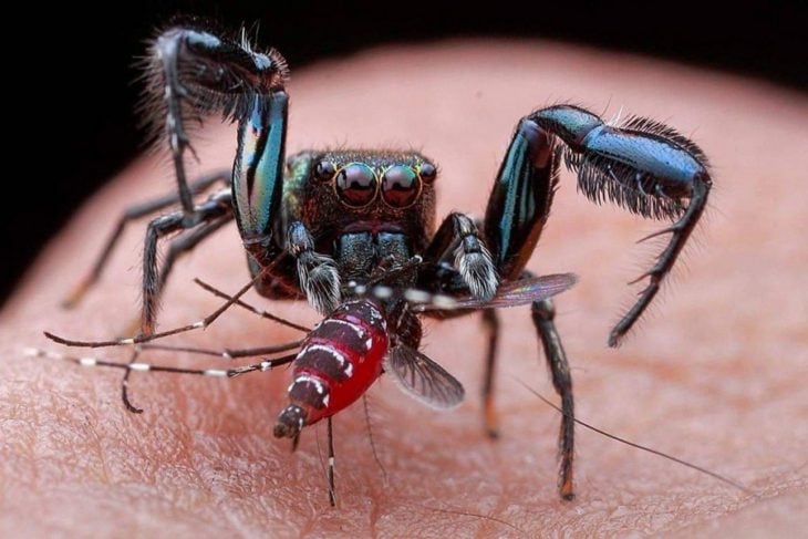 una araña junto a un mosquito comiendo sangre