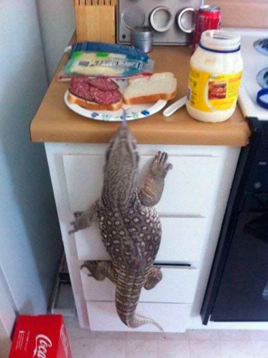 un dragón de komodoro robándose el desayuno de un hombre