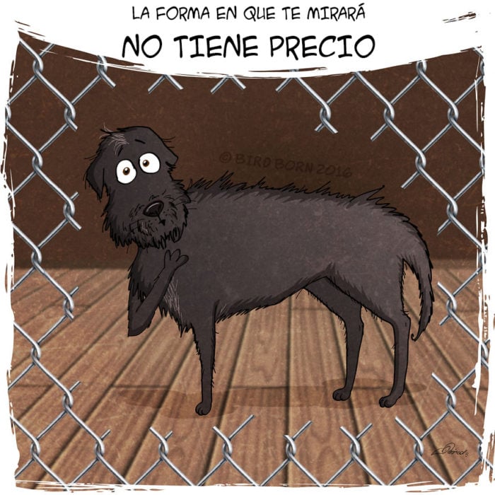 esta es la forma en la que te mira un perro de refugio cuando lo vas a adoptar