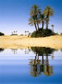 desierto oasis