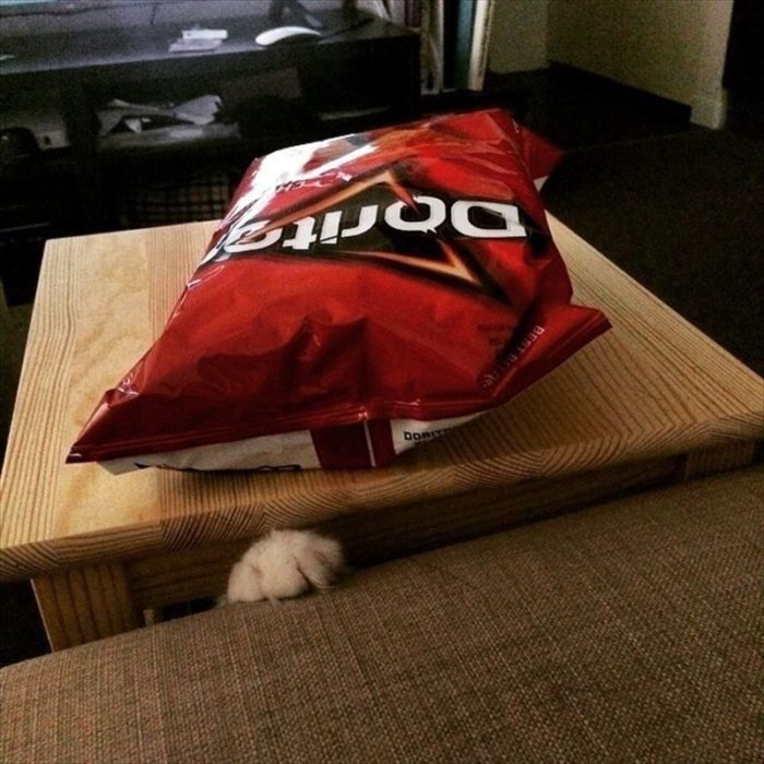 gato trata de robar doritos