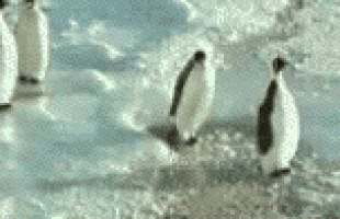 pinguino golpea a otro pinguino
