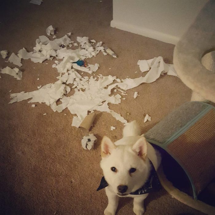 cachorro hizo un desastre con el papel de baño