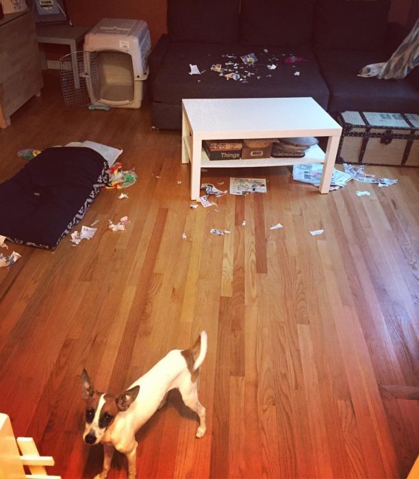 perro de raza pequeña en un cuarto desordenado