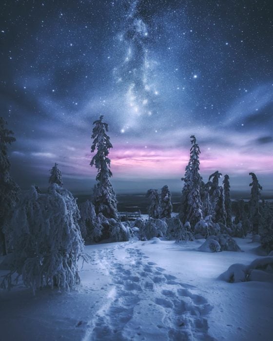 bosque nevado de noche