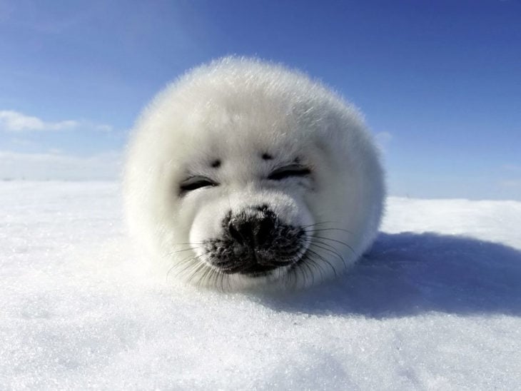 foca bebé