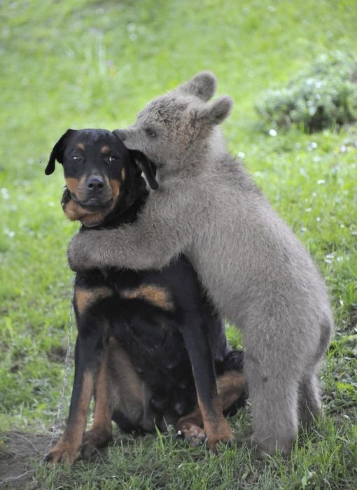 un oso besando a un perro