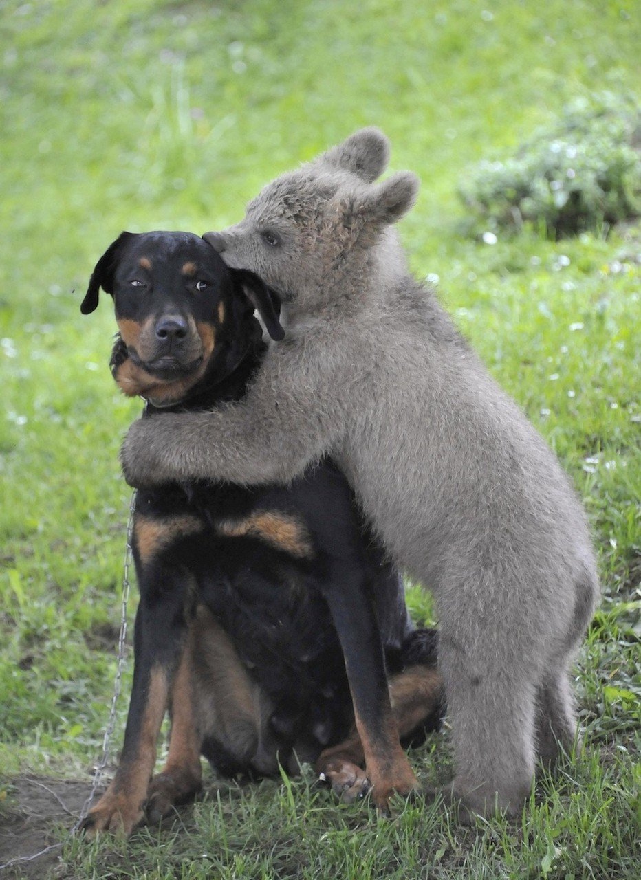 Resultado de imagen para animales besandose imagenes