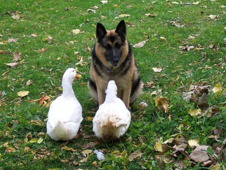 un perro con unos ganzos