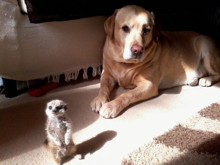 suricata y un perro amigos