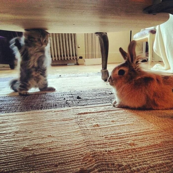 un gato explicándole cosas a un conejo