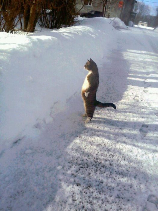 un gato frente a la nieve