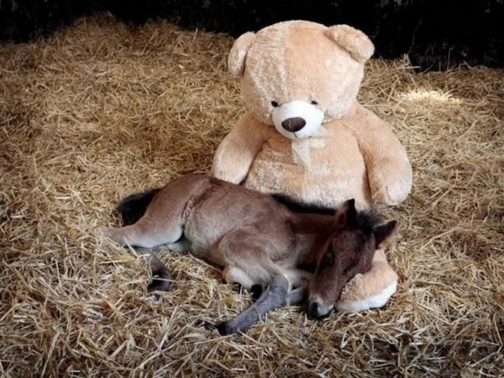 un pony huérfano con su oso de peluche