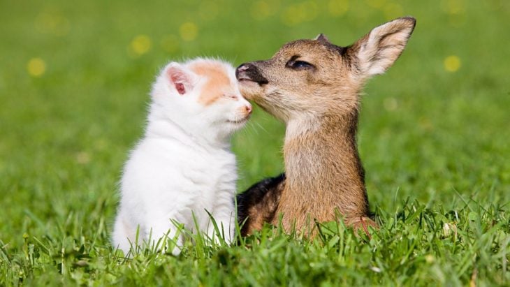 un cervatillo y un gatito que son amigos