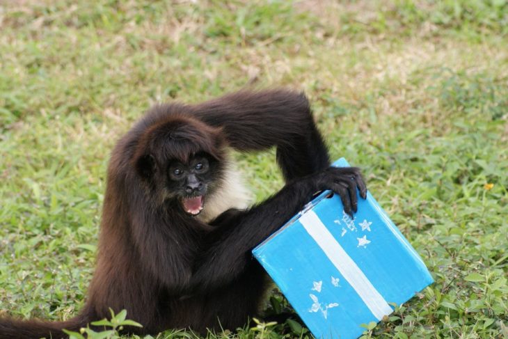 un chango con un regalo de cumpleaños