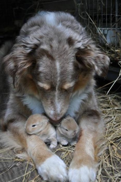 un perro con dos conejitos