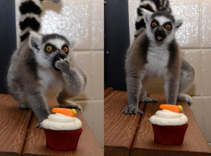 un lemur sorprendido con un muffin