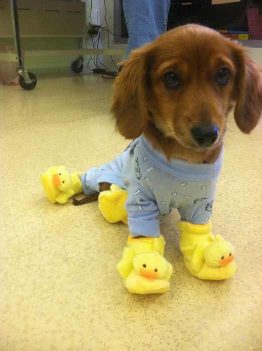 un perrito con pantunflas de pato