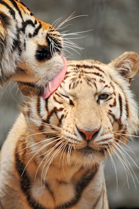 un tigre recibiendo un beso