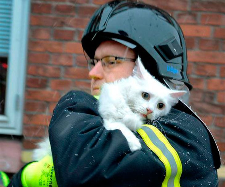 la expresión de un gato al ser rescatado de un gran incendio