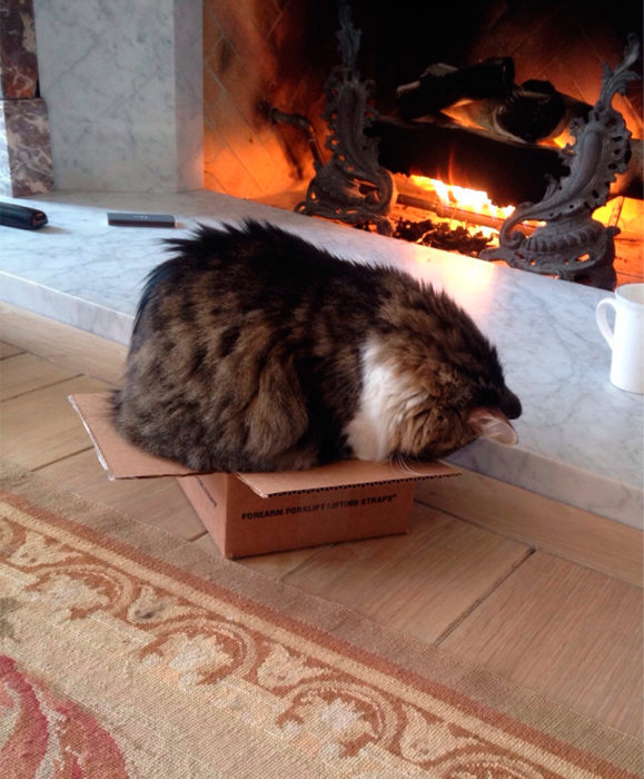 un gato adentro de una caja más pequeña que él