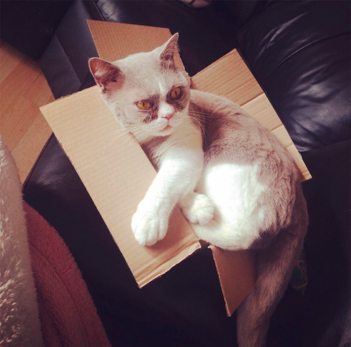 un gato que no cabe en una caja