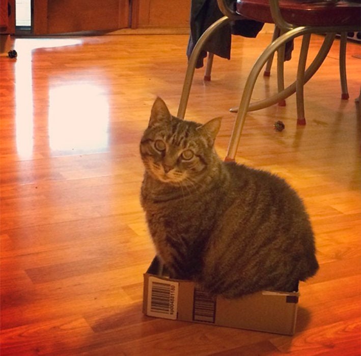 un gato metido en una pequeña caja