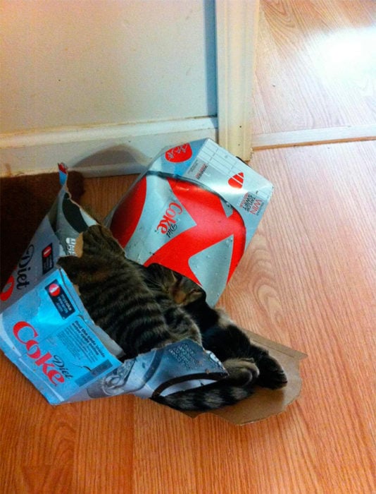 un gato adentro de una caja de coca-cola