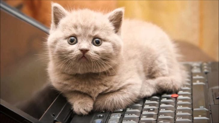 un gato encima del teclado de una computadora