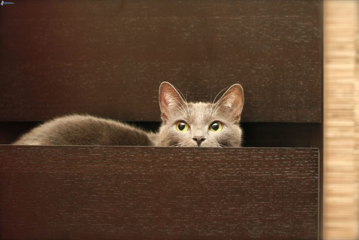 un gato dentro de un cajón