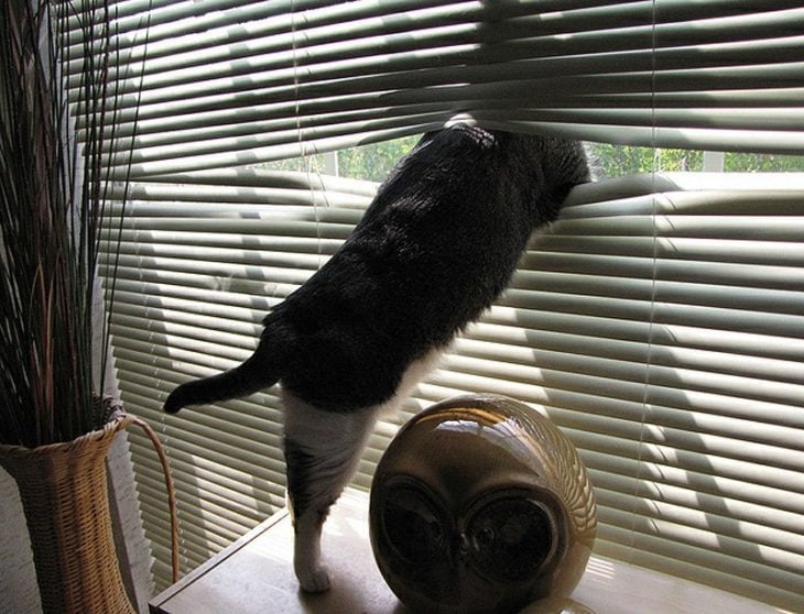 un gato asomándose por la ventana