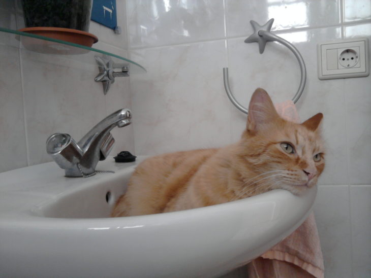 un gato relajándose en el lavamanos