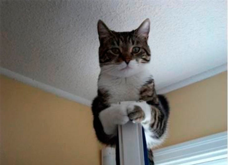 un gato encima de la puerta