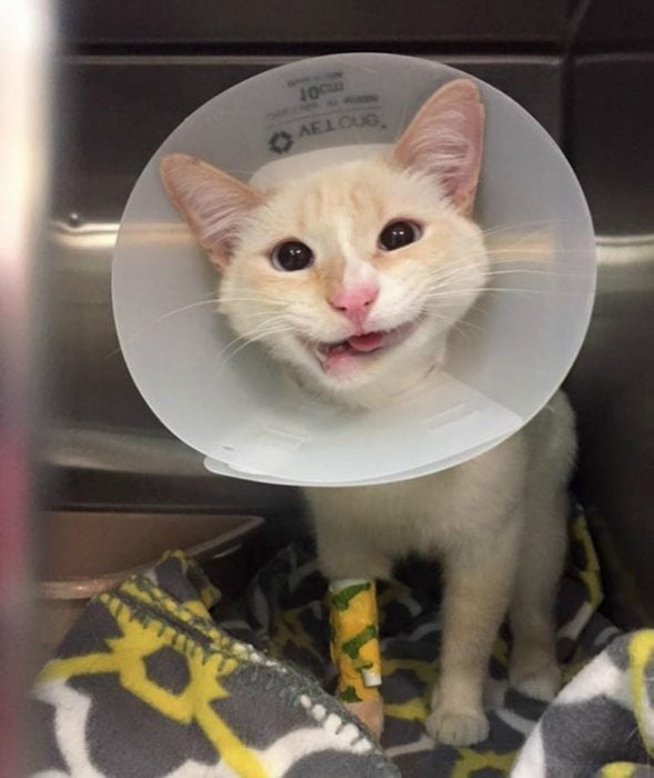 una gatita con sonrisa torcida