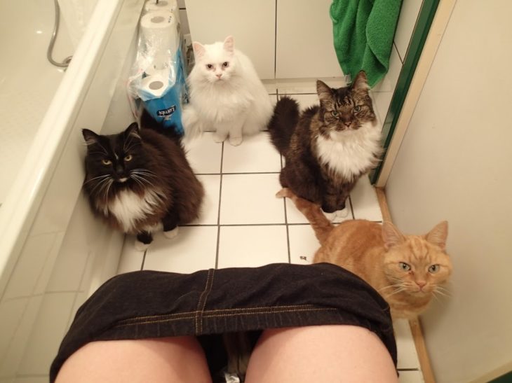 gatos en el baño