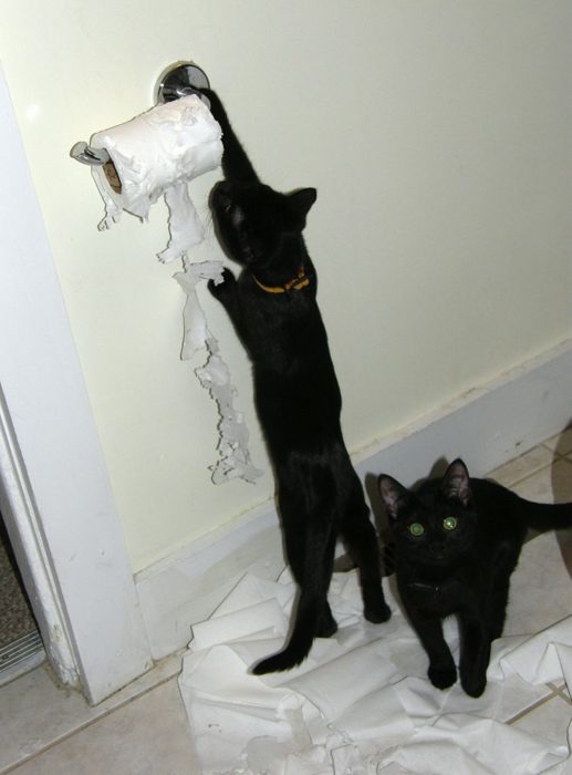 gatos deshaciendo el rollo de papel higiénico