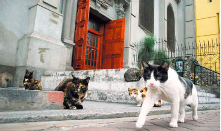 muchos gatos en la calle