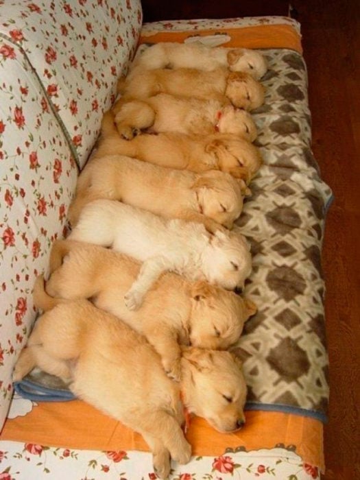 golden retriever bebés