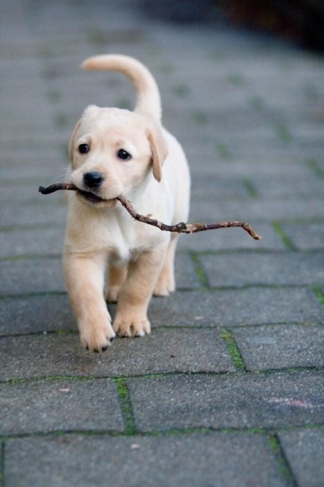 cachorro de golden retriever 