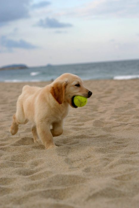 cachorro jugando con una pelota en la playa