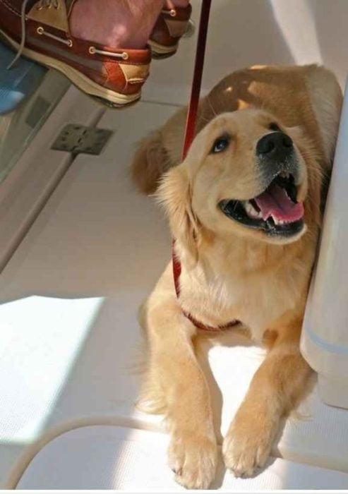 golden retriever que es adorable