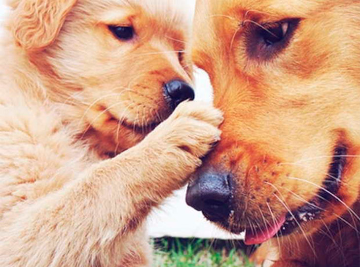 padre e hijo de golden retriever