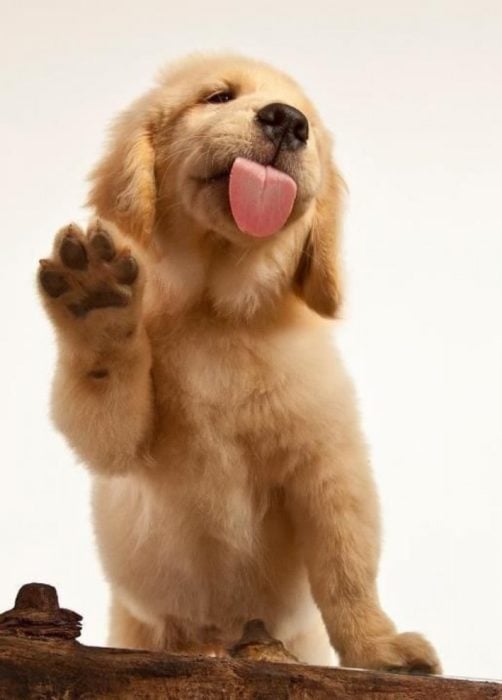 cachorro de golden retriever encantador