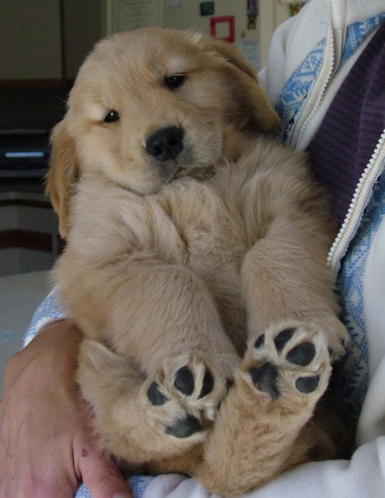 bebé de golden retriever chipil