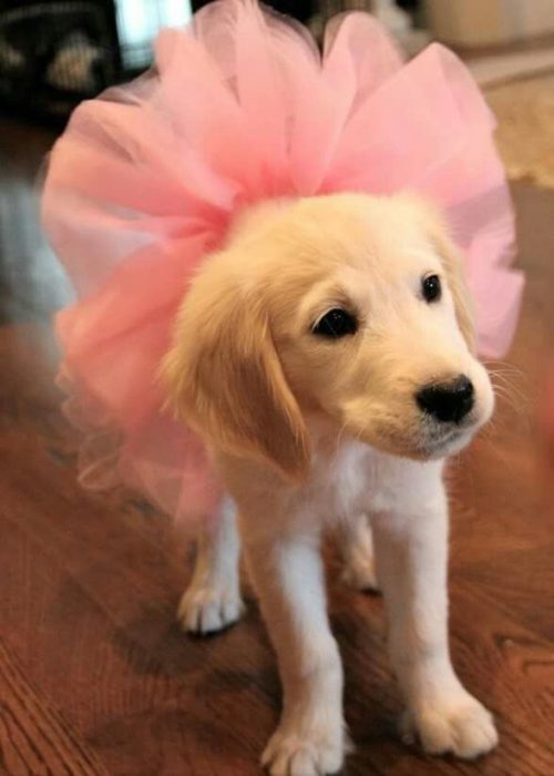 Fotos que demuestran que los Golden Retriever son adorables